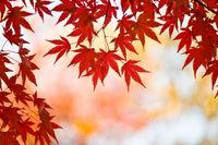 Japanese Autumn