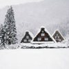 Japanese Winter