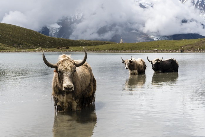  wild  yak  Bos mutus  Yaks  Bos mutus  standing in water, Ice Lake, Braga, Manang District, Nepal, Asia, Photo by Frank Bienewald