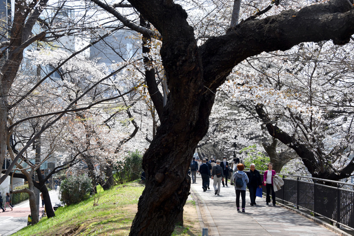 Someiyoshino cherry trees in full bloom in central Tokyo March 27, 2019, Tokyo, Japan   Cherry blossoms are in full bloom along the Imperial Moat in the heart of Tokyo on Wednesday, March 27, 2019. Japan Meteorological Agency announced the peak bloom of the cherry blossoms in the nation s capital.   Photo by Natsuki Sakai AFLO  AYF  mis 