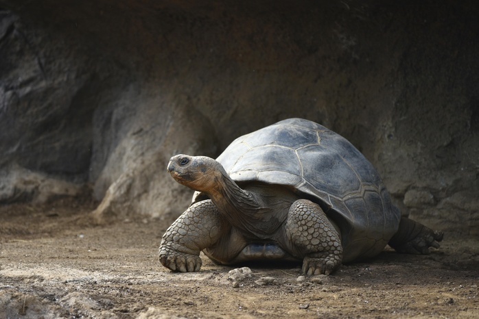 Galápagos giant tortoise (Chelonoidis nigra), Loro Parque, Puerto de la Cruz, Tenerife, Canary Islands, Spain, Europe, Photo by Michael Weber