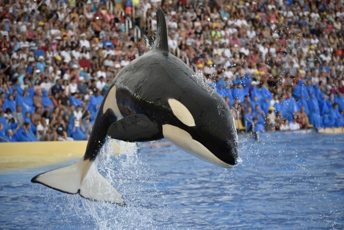 Orca (Orcinus orca) jumping out of the water, Orca show, Loro Parque, Puerto de la Cruz, Tenerife, Canary Islands, Spain, Europe, Photo by Michael Weber