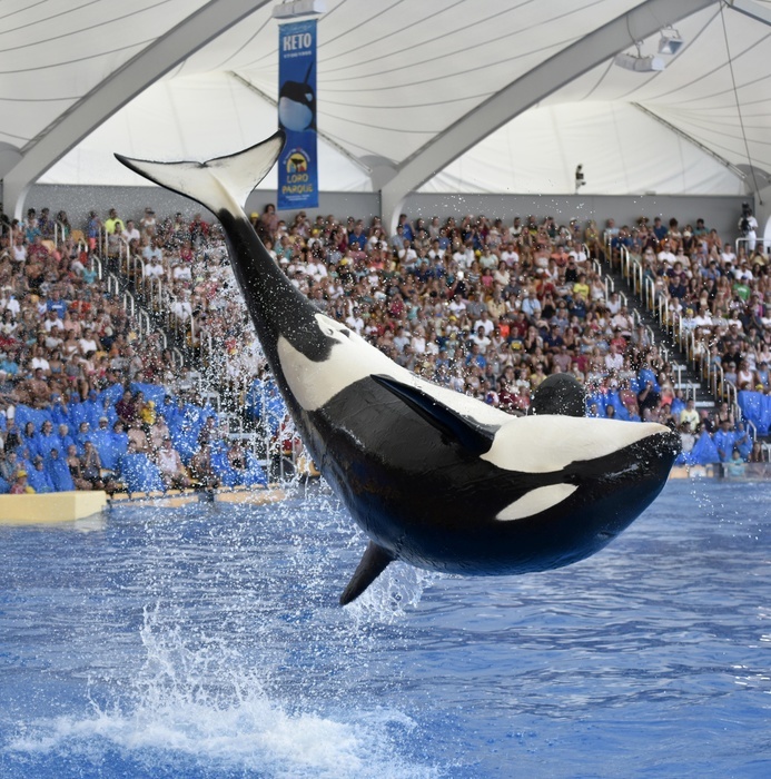 Orca (Orcinus orca) jumping out of the water, Orca show, Loro Parque, Puerto de la Cruz, Tenerife, Canary Islands, Spain, Europe, Photo by Michael Weber