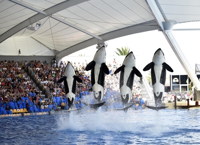 Orcas (Orcinus orca) jumping out of the water, Orca show, Loro Parque, Puerto de la Cruz, Tenerife, Canary Islands, Spain, Europe, Photo by Michael Weber