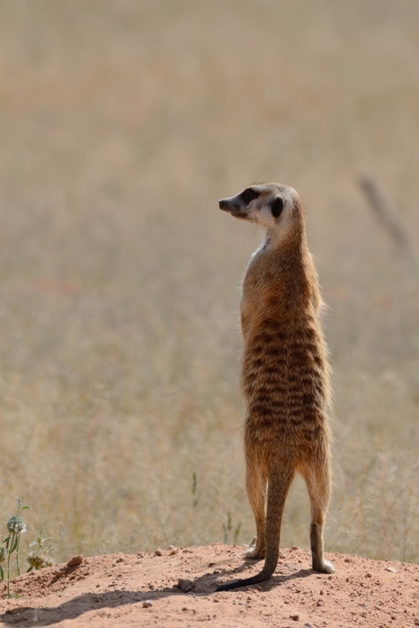meerkat  Suricata suricatta  Meerkat  Suricata suricatta , adult standing on a sandy mound, attentive, Kgalagadi Transfrontier Park, Northern Cape, South Africa, Africa, Photo by Jean Fran ois Ducasse