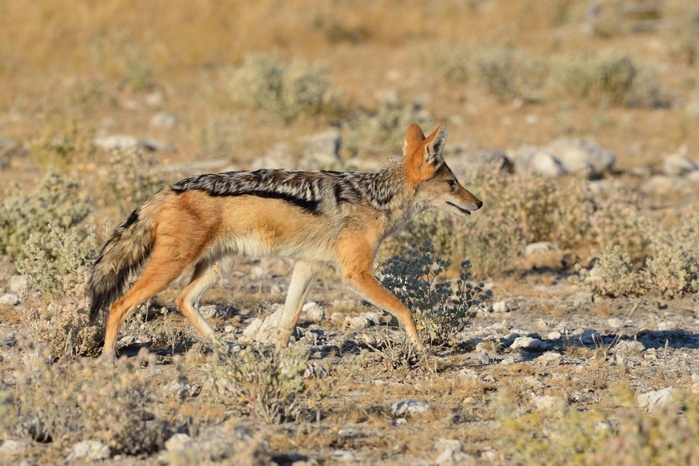Black-backed jackal (Canis mesomelas), walking on arid ground, Etosha National Park, Namibia, Africa, Photo by Jean-François Ducasse