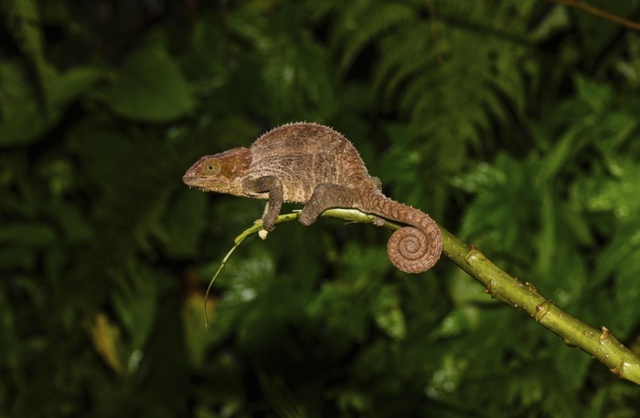 Cryptic chameleon (Calumma crypticum), female, Ranomafana National Park, Madagascar, Africa, Photo by Marko von der Osten