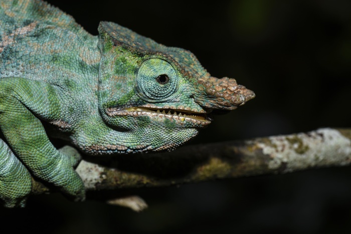 Two-banded chameleon (Furcifer balteatus), male, Ranomafana National Park, Madagascar, Africa, Photo by Marko von der Osten