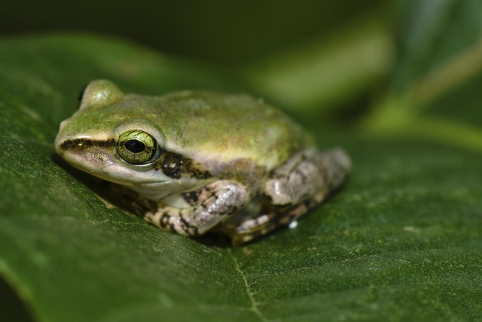 Frog (Boophis microtympanum), Isalo National Park, Madagascar, Africa, Photo by Marko von der Osten