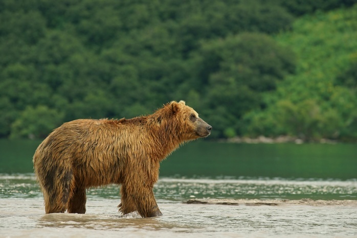 Brown bear (Ursus arctos), Kurile Lake, Kamchatka, Russia, Europe, Photo by Marko König