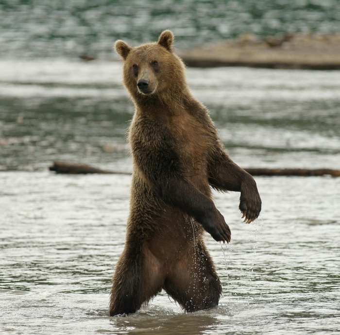 Brown bear (Ursus arctos) fishing for salmon, Kurile Lake, Kamchatka, Russia, Europe, Photo by Marko König