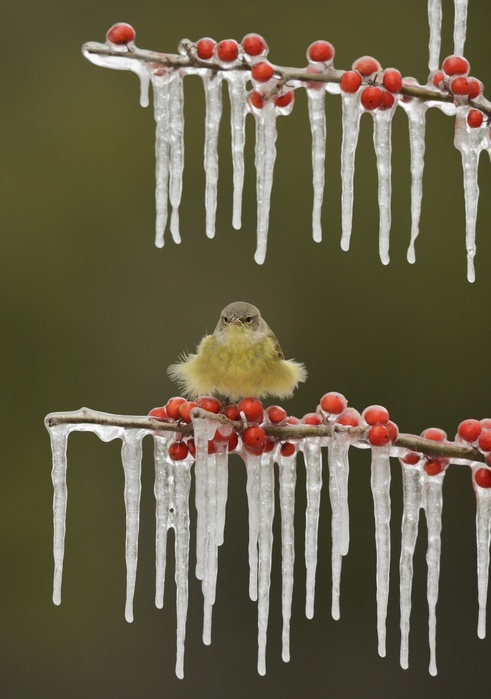 Orangefleck-Waldsänger (Vermivora celata), adult fluffed up, perched on an icy branch of meadow holly (Ilex decidua) with berries, Hill Country, Texas, USA, North America, Photo by Rolf Nussbaumer