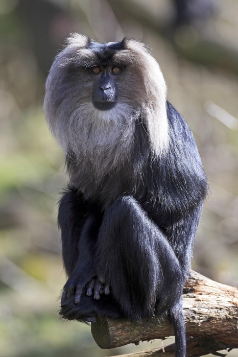 Lion-tailed macaque or wanderoo (Macaca silenus), captive, Photo by Ronald Wittek