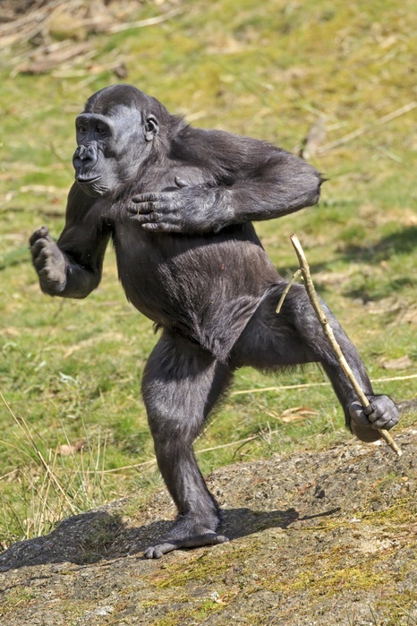 Western lowland gorilla (Gorilla gorilla gorilla), standing upright, with stick, drumming on the chest, captive, Photo by Ronald Wittek