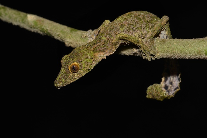 Leaf-tailed gecko (Uroplatus sikorea), rainforest, Ranomafana National Park, Southern Highlands, Madagascar, Africa, Photo by Thorsten Negro