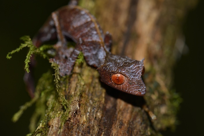 Baweng satanic leaf gecko (Uroplatus phantasticus), Rainforest, Ranomafana National Park, Southern Highlands, Madagascar, Africa, Photo by Thorsten Negro
