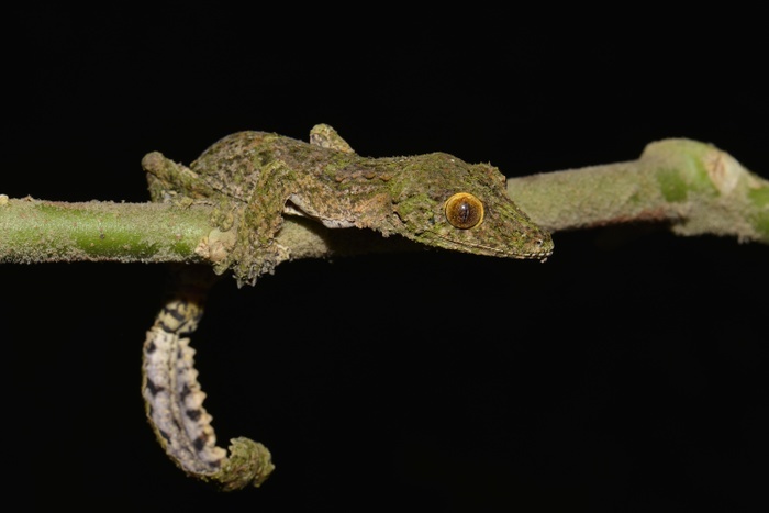 Leaf-tailed gecko (Uroplatus sp.), Rainforest, Ranomafana National Park, Southern Highlands, Madagascar, Africa, Photo by Thorsten Negro