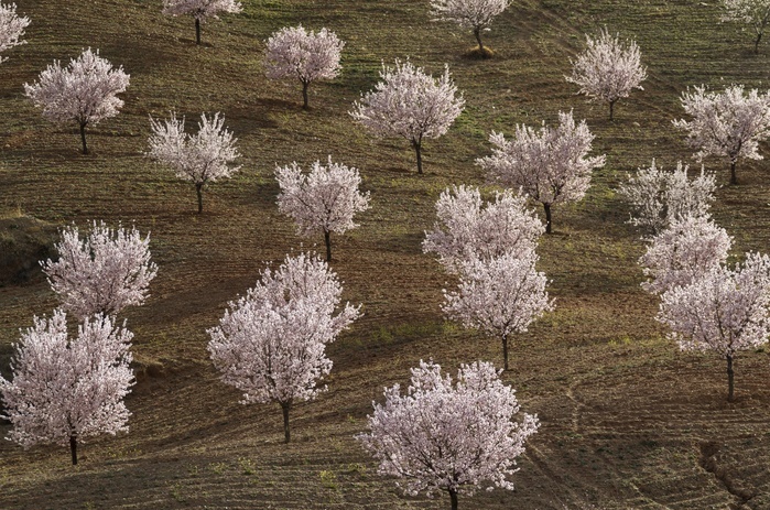 Spain Cultivated Almond trees  Prunus dulcis  in full blossom, Almer a province, Andalusia, Spain, Europe, Photo by Thomas Dressler