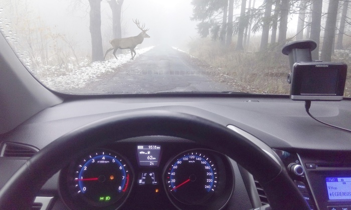 Deer crossing foggy road, view through car windshield, Germany, Europe, Photo by Thomas Jentzsch
