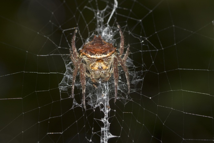 Big spider (Caerostris ecclesiigera) in web in the rainforest, Andasibe National Park, Southern Highlands, Madagascar, Africa, Photo by Dr. Alexandra Laube