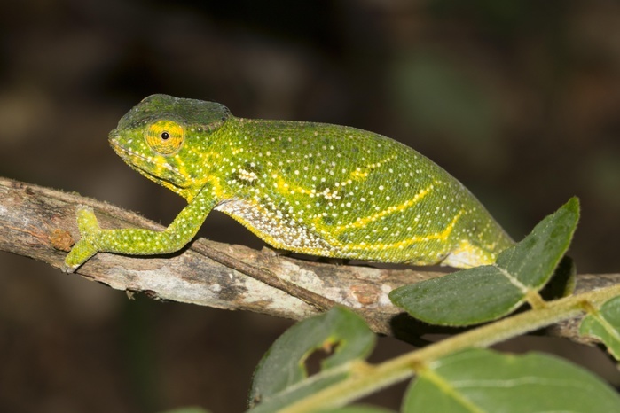 Canopy chameleon or Will's chameleon (Furcifer willsii), pregnant female, rainforest, Andasibe-Mantadia National Park, eastern Madagascar, Madagascar, Africa, Photo by Dr. Alexandra Laube