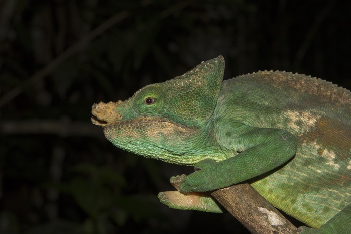 Parson's chameleon (Calumma parsonii cristifer), male, rainforest, Andasibe-Mantadia National Park, Southern Highlands, Madagascar, Africa, Photo by Dr. Alexandra Laube