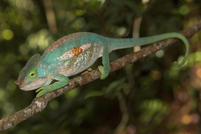 Parson's chameleon (Calumma parsonii cristifer), male, juvenile, rainforest, Andasibe-Mantadia National Park, Southern Highlands, Madagascar, Africa, Photo by Dr. Alexandra Laube