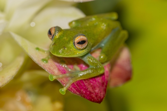 Mantellid frog (Boophis elenae) on white-pink flower, rainforest, Ranomafana National Park, Central Highlands, Madagascar, Africa, Photo by Dr. Alexandra Laube