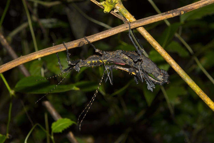Stick insect (Parectatosoma mocquerysi) mating in the rainforest of Ranomafana, Madagascar, Africa, Photo by Dr. Alexandra Laube