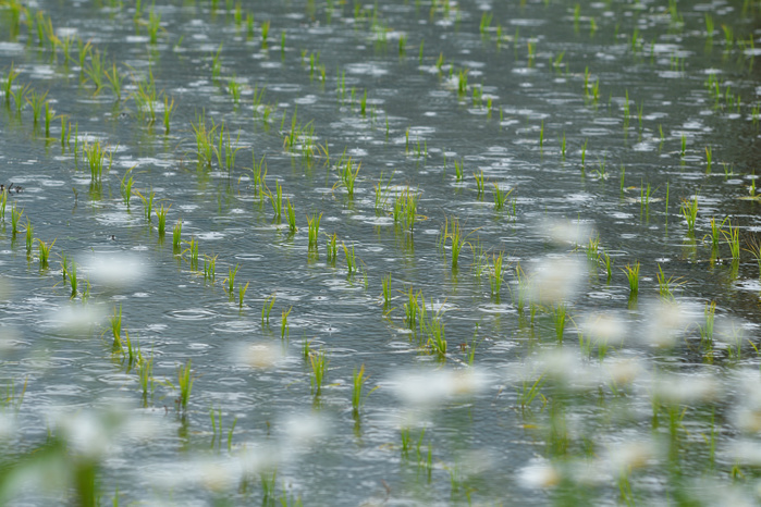 Shirakawa Village, Gifu Prefecture Paddy fields in Shirakawa-go with ripples of rain