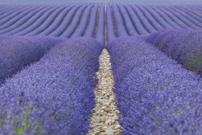 France Valensole plateau, Provence, France. A lavender fields. Photo by Giordano Bertocchi