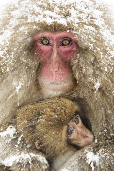 Japan Snow monkeys of Jogokudani valley, Nakano, Nagano prefecture, Japan Photo by Marco Gaiotti