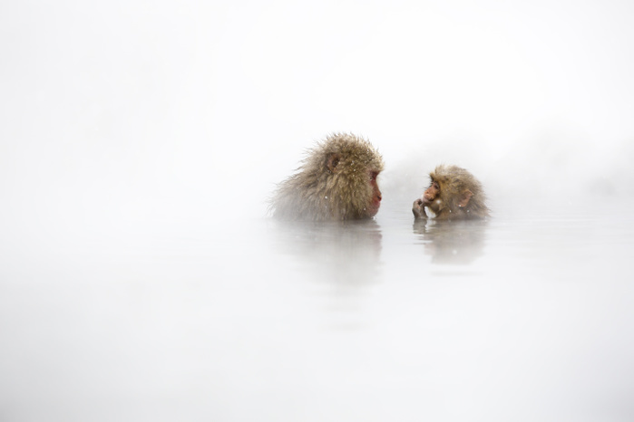 Japanese macaque  Macaca fuscata  Jigokudani Valley, Yudanaka, Nakano, Nagano Prefecture, Honshu Island, Japan, Asia Photo by Marco Gaiotti