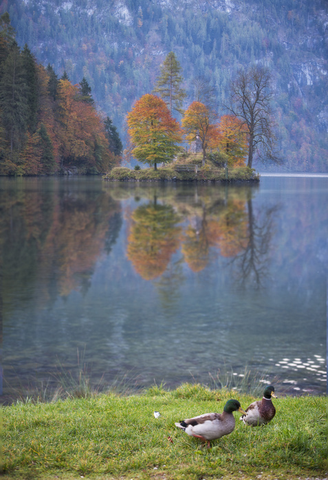 Konigssee lake, Bavaria, Germany Beautiful natural scenery with ducks on shore of Konigssee lake, Bavaria, Germany, Photo by Nestor Rodan