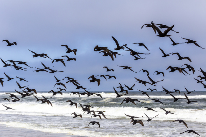 Namibia Sandwich Harbor Flock of cormorants fly away from the beach,Sandwich harbour,Walvis Bay,Namibia,Africa Photo by Filippo Manaigo