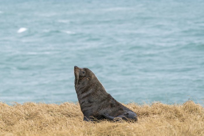 New Zealand Fur seal on the grass at Katiki Point. Moeraki peninsula, Waitaki district, Otago region, South Island, New Zealand. Photo by Francesco Vaninetti