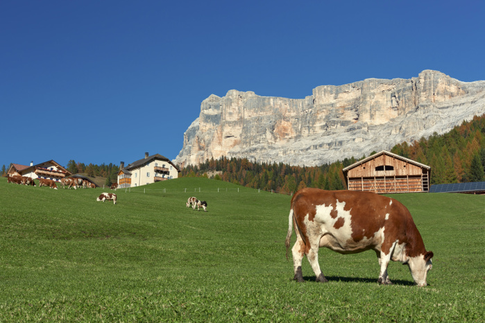 Trentino Alto Adige, Italy Cows grazing in San Cassiano, at the foot of the Sasso della Croce, Dolomites Photo by Moreno Geremetta
