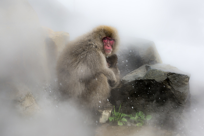 Nagano Monkey Snow monkeys of Jogokudani valley, Nakano, Nagano prefecture, Japan Photo by Marco Gaiotti