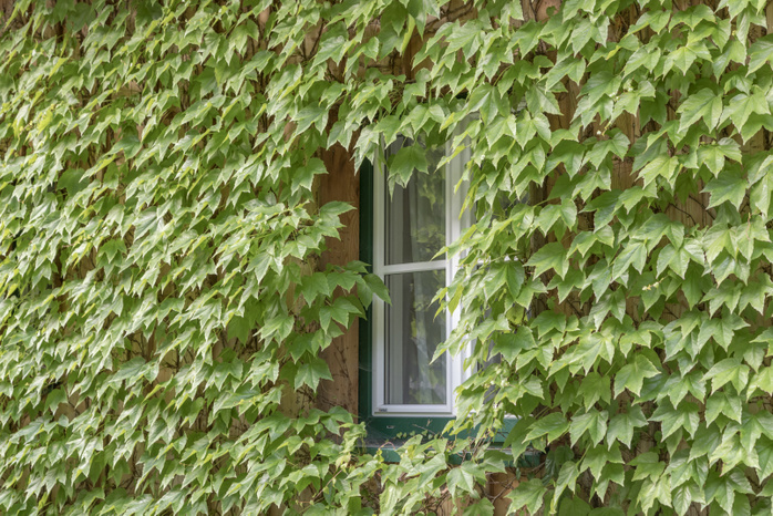 Austria Detail of a window framed by green leaves in the austrian village of Hallstatt, Upper Austria, region of Salzkammergut, Austria Photo by Moreno Geremetta