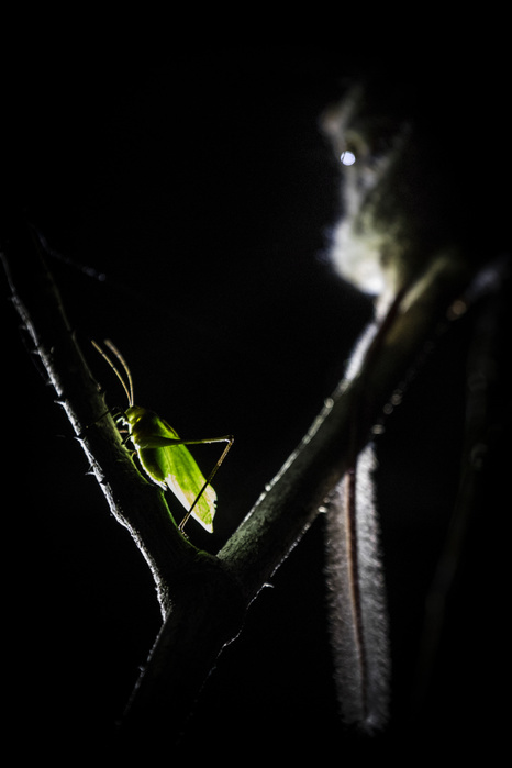 Indonesia grasshopper and Spectral Tarsier, Tangkoko National Park, Northern Sulawesi, Indonesia Photo by Marco Gaiotti