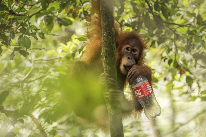 Indonesia Sumatran orangutan drinking from a bottle of coke in Gunung Leuser National Park, Northern Sumatra. Photo by Marco Gaiotti