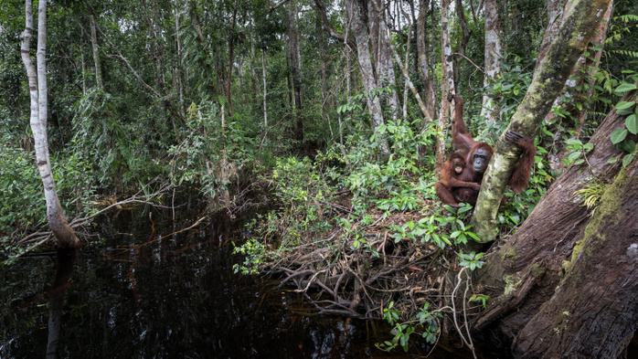 Indonesia Bornean Orangutan, pongo pygmaeus, Tanjung Puting National Park, central Kalimantan, Borneo, Indonesia, Asia Photo by Marco Gaiotti