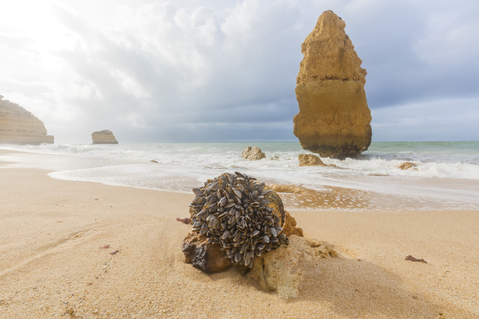 Portugal Mussels on sandy beach framed by waves of the rough sea Praia da Marinha Caramujeira Lagoa Municipality Algarve Portugal Europe Photo by Roberto Moiola