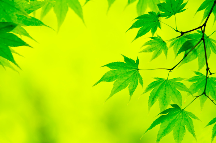 Hokkaido Maple leaves fresh green