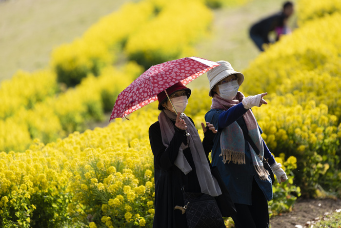 Japan Daily Life APRIL 5, 2019   Women walk through a field of rapeseed at a park in Nagoya, Japan.  Photo by Ben Weller AFLO   JAPAN   UHU 