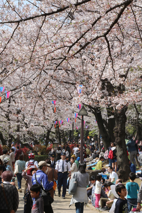 Cherry blossoms are at their best in Tokyo, crowded with cherry blossom viewing visitors. April 6, 2019, Tokyo, Japan   People stroll under fully bloomed cherry blossoms at Asukayama park in Tokyo on Saturday, April 6, 2019. Viewing cherry blossoms is a national pastime and cultural event in Japan, where millions of people turn out to admire them annually.     Photo by Yoshio Tsunoda AFLO 