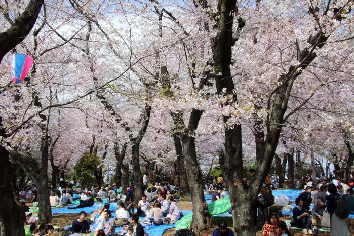 Cherry blossoms are at their best in Tokyo, crowded with cherry blossom viewing visitors. April 6, 2019, Tokyo, Japan   People enjoy cherry blossom viewing party under fully bloomed cherry blossoms at Asukayama park in Tokyo on Saturday, April 6, 2019. Viewing cherry blossoms is a national pastime and cultural event in Japan, where millions of people turn out to admire them annually.     Photo by Yoshio Tsunoda AFLO 