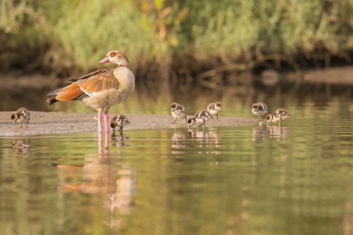 Egyptian goose Egyptian goose  Alopochen aegyptiaca  a member of the duck, goose, and swan family Anatidae. It is native to Africa south of the Sahara and the Nile Valley. Photographed in Israel in April. Photo by PHOTOSTOCK ISRAEL SCIENCE PHOTO LIBRARY