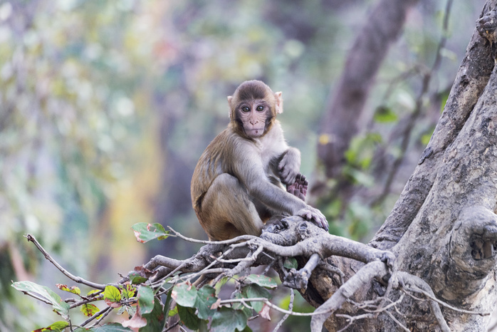 Rhesus monkey Rhesus monkey  Macaca mulatta  in a tree. This monkey is also called the rhesus macaque. It is found throughout Afghanistan, northern India and southern China. It is gregarious, occurring in large groups ranging from 20 to 180 individuals. It feeds on leaves, pine needles, roots and occasionally insects. Photographed in India. Photo by DR P. MARAZZI SCIENCE PHOTO LIBRARY