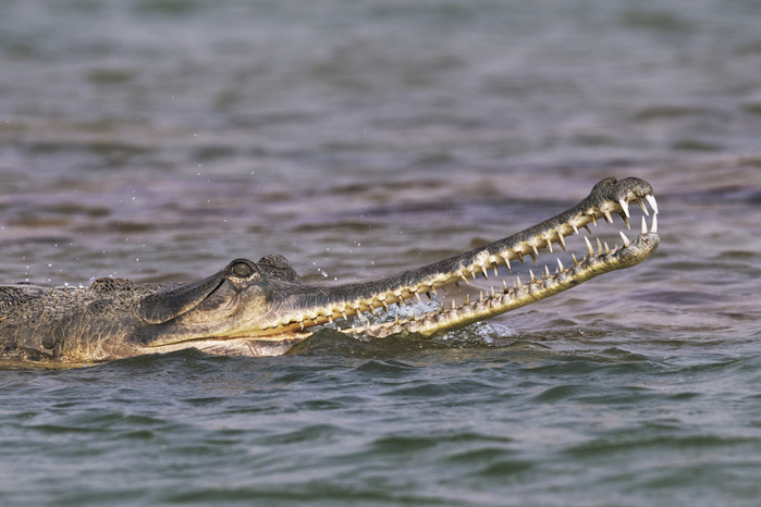 Gharial, India Gharial  Gavialis gangeticus  in a river. This freshwater crocodile is native to the northern part of the Indian subcontinent. Gharials are critically endangered  as of 2018 , with the wild population thought to consist of only around 230 individuals. Photographed in National Chambal Sanctuary, India. Photo by DR P. MARAZZI SCIENCE PHOTO LIBRARY